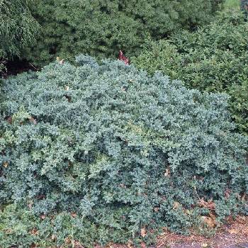 Можжевельник чешуйчатый Juniperus squamata 'Blue Star'